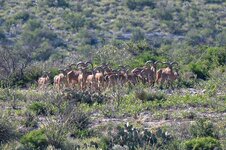 IMG_0068.jpeg IMG_0068.jpeg