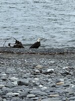 IMG_8356.jpeg