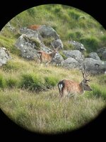 Sika Stag 2.jpg