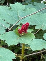 IMG_8368.jpeg