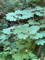 IMG_8366.jpeg