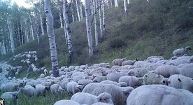 sheep.JPG