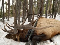 2022 bull elk.jpg