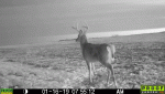 01160056_1.gif