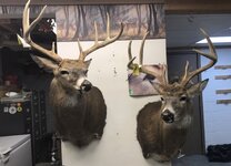 IMG_2186.jpeg