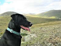 rock_ptarmigan_landscape.jpg