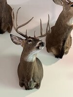 IMG_8188.jpeg
