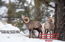 2_bighrorn-rams-in-snow.jpg