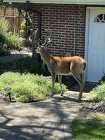 garage buck 2.jpeg