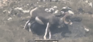 rs11.png