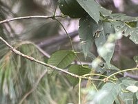 IMG_0296.JPEG