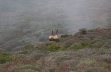 IMG_2104satr.jpg