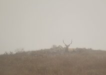 IMG_2110sat.JPG