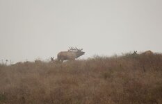 IMG_2114r.jpg