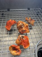 IMG_9777.jpeg