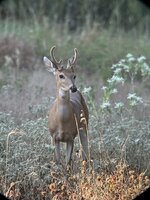 IMG_8666.jpeg