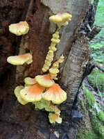 IMG_6981.jpeg