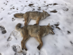 yote pair 1 27 19.png