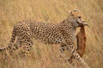 Cheetah kill 2.jpg
