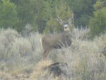 muley resized.jpg