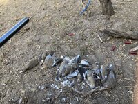 IMG_2363.jpeg