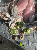 IMG_6491.jpeg
