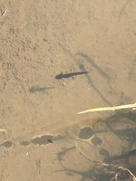 IMG_5233.jpeg IMG_5233.jpeg