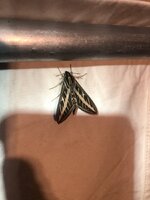 IMG_5240.jpeg IMG_5240.jpeg