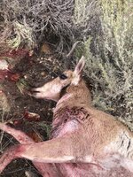 IMG_5248.jpeg IMG_5248.jpeg