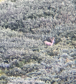 mule deer 1.PNG