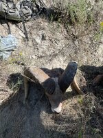IMG_2320.jpg