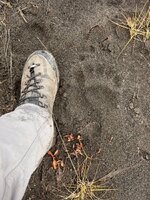 IMG_7081.jpeg