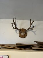 IMG_2151.jpeg