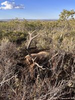 IMG_1198.jpeg