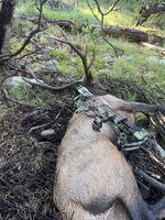 IMG_2395.jpeg