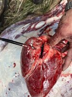 IMG_2425.jpeg