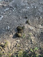 IMG_8405.jpeg