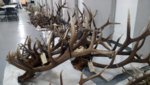 IMG_20190204_160616603.jpg