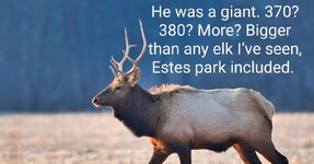 What-is-a-Raghorn-Elk~2.jpg