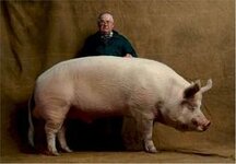 2a2167a3813b5c9711ab53d17bb934a4--canadian-bacon-animal-portraits.jpg