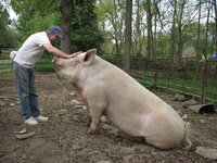 some-pig-700-pound-pig-adopted-by-country-fresh-farms-in-hampton-cb388a71479b700d.jpg