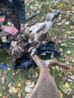 IMG_7040.jpeg