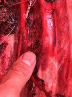 B5312198-177B-4D7F-8173-0DDCCC1E052B.jpeg