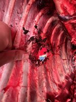 46C5D05A-5A32-410D-978E-0940923F0F2A.jpeg