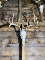 IMG_3815.jpeg