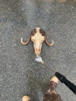 IMG_7096.jpeg