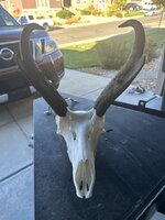 IMG_9616.jpeg