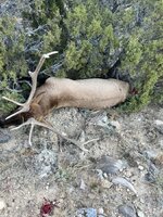 IMG_4235.jpeg