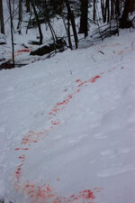 Blood trail snow.jpg