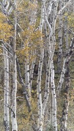 IMG_0302.jpeg